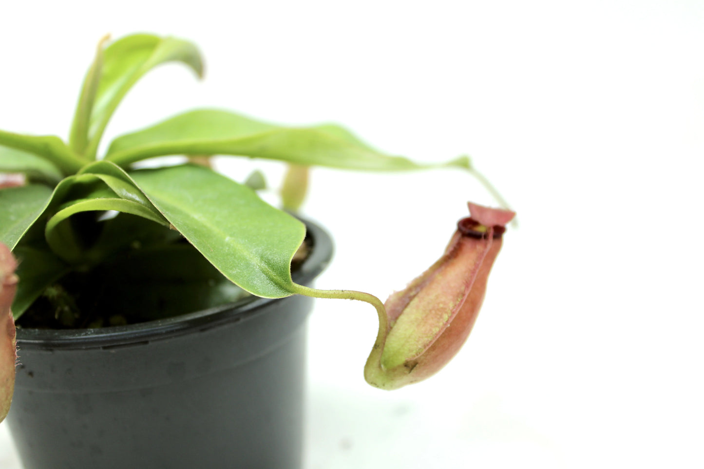 Bloody Mary Pitcher Plant, Nepenthes mirabilis 'Bloody Mary'