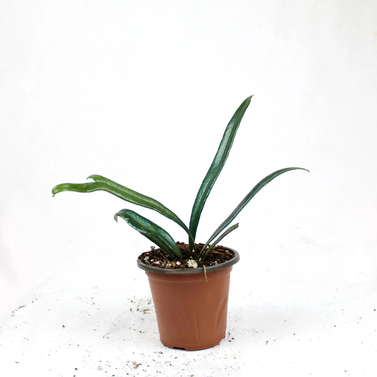 Blue Oil Fern (Microsorum Thailandicum)