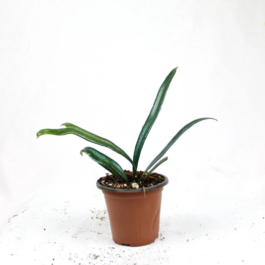 Blue Oil Fern (Microsorum Thailandicum)