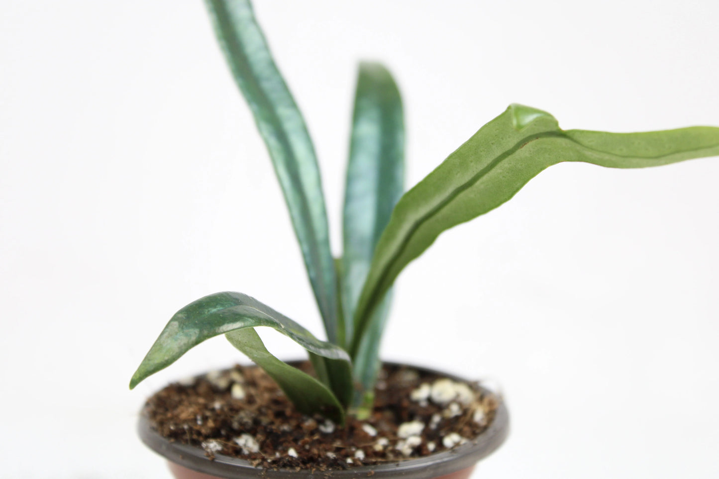Blue Oil Fern (Microsorum Thailandicum)