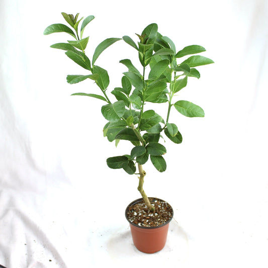 Buddha’s Hand, Citrus medica Var. Sarcodactylis