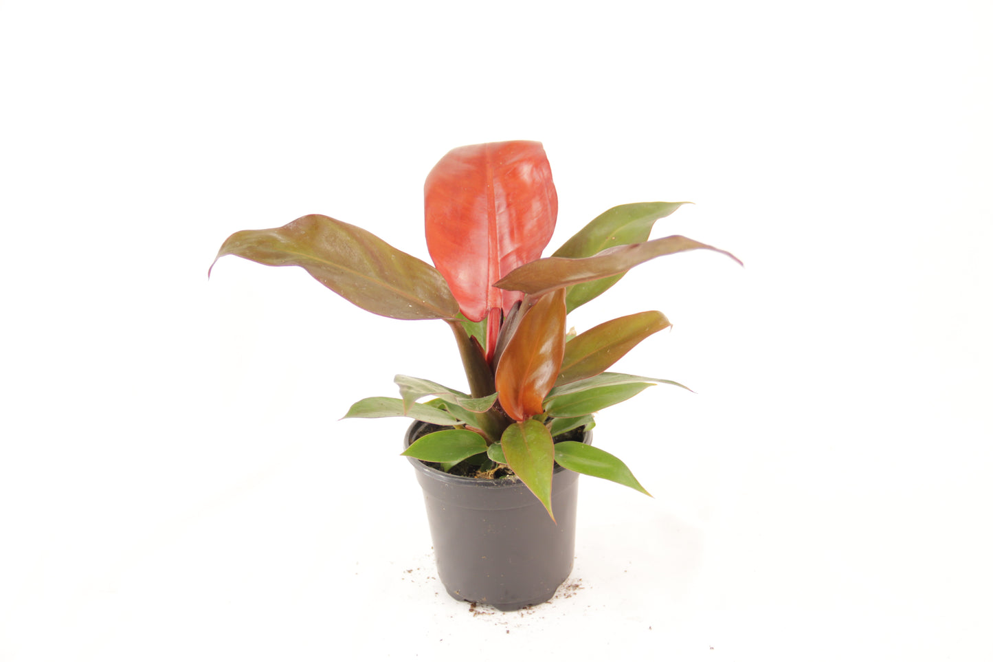 Philodendron Sun Red (Philodendron Erubescens 'Red Sun')