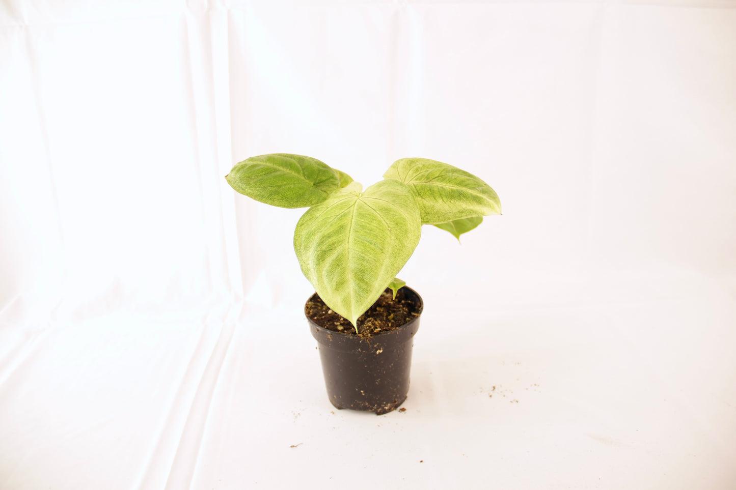 Syngonium Macrophyllum 'Frosted Heart'