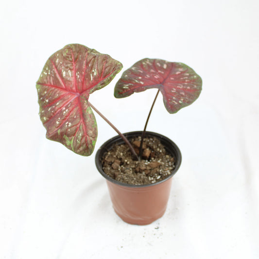 Caladium Red Flash leaf with deep red center, green border, and white speckles