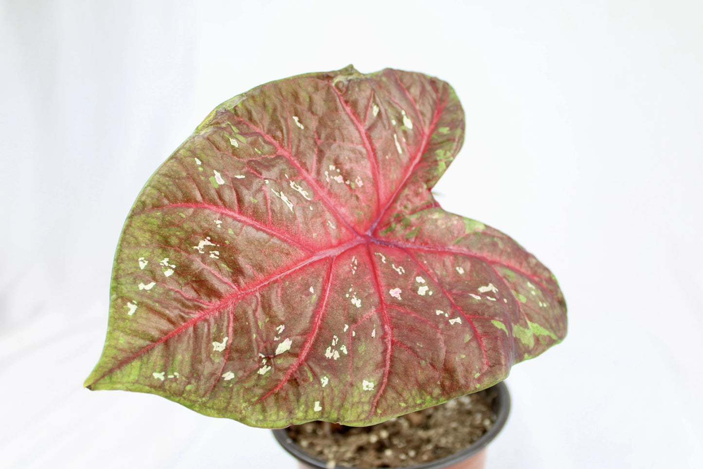 Full Caladium Red Flash plant in pot with heart-shaped leaves in red and green tones