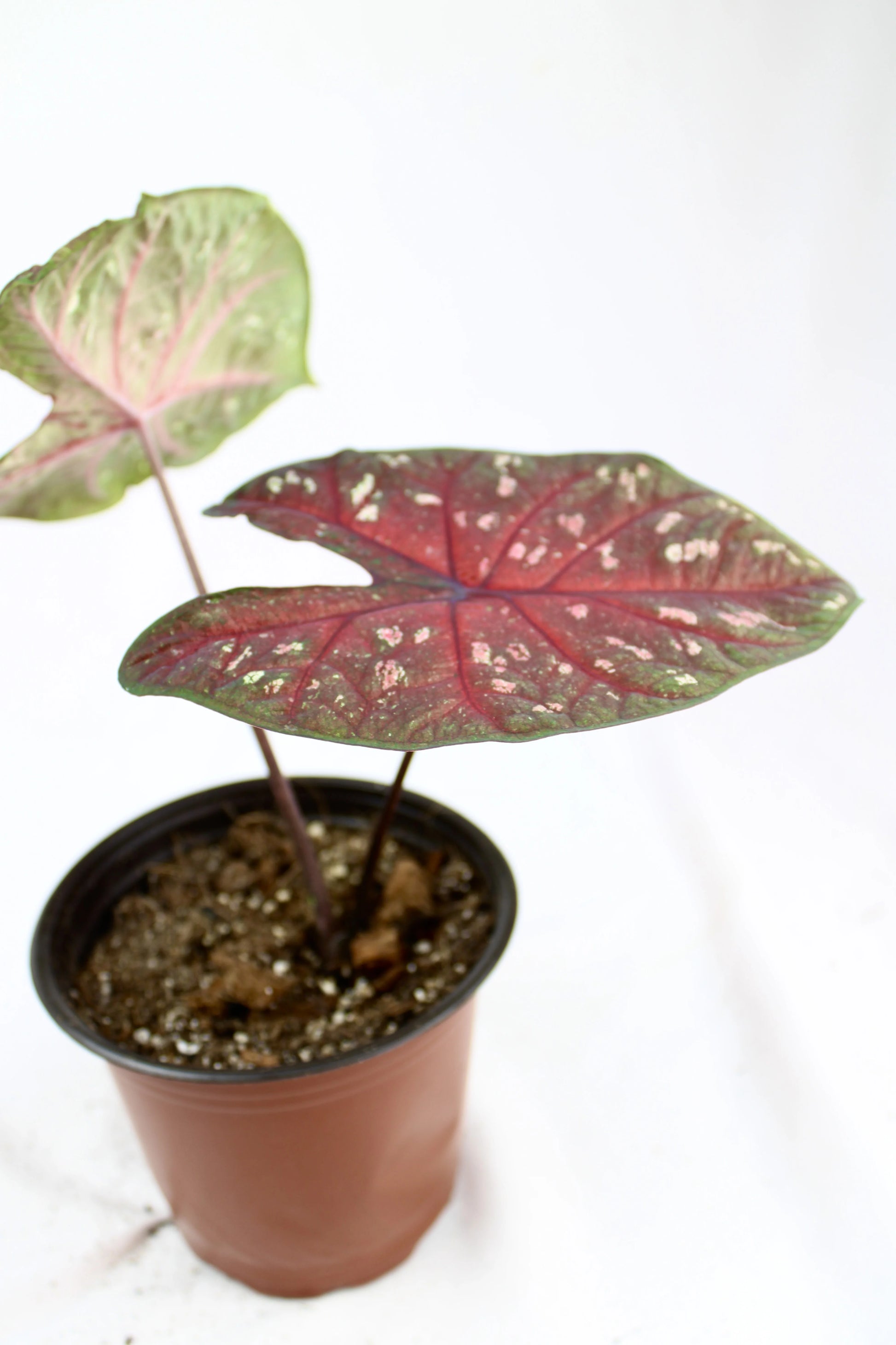 Close-up of Caladium Red Flash foliage highlighting bold red veins and speckled leaf pattern