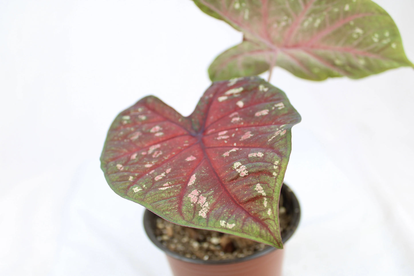 Potted Caladium Red Flash with two large red-veined leaves and mottled green edges