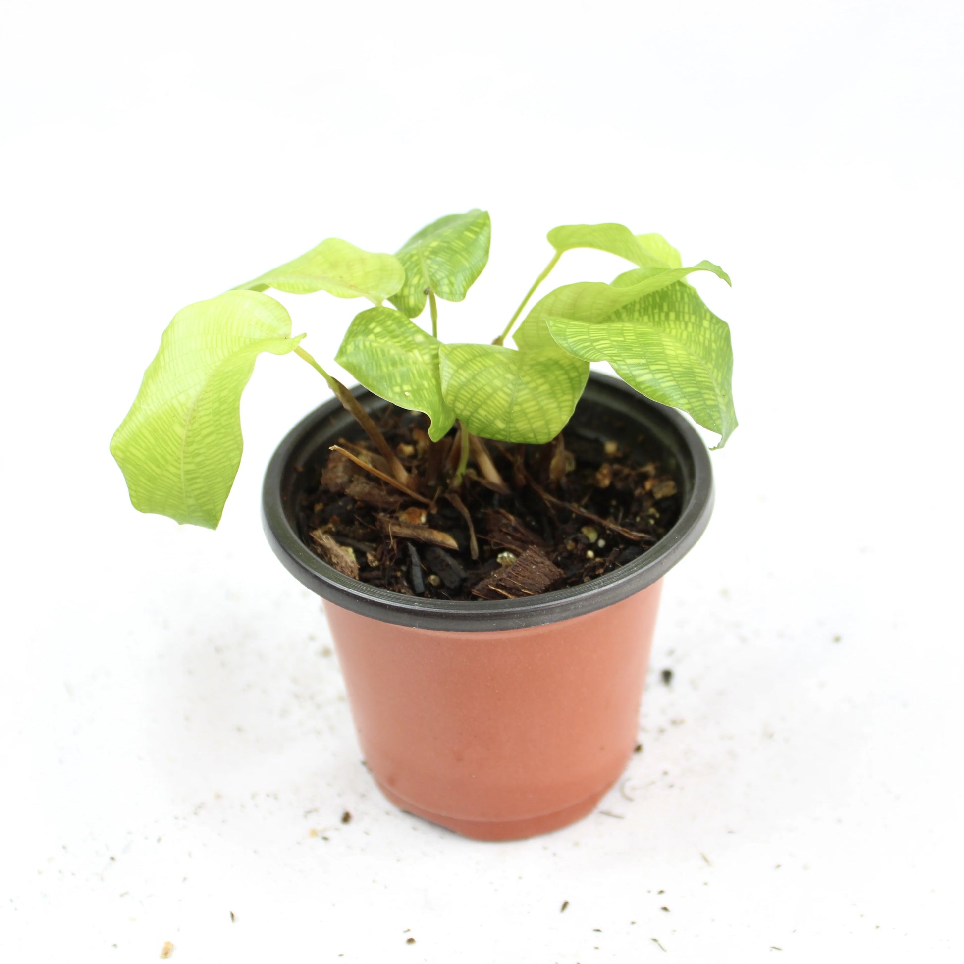 Calathea Network tropical plant with fine green mosaic leaf veins, ideal indoor houseplant for low light