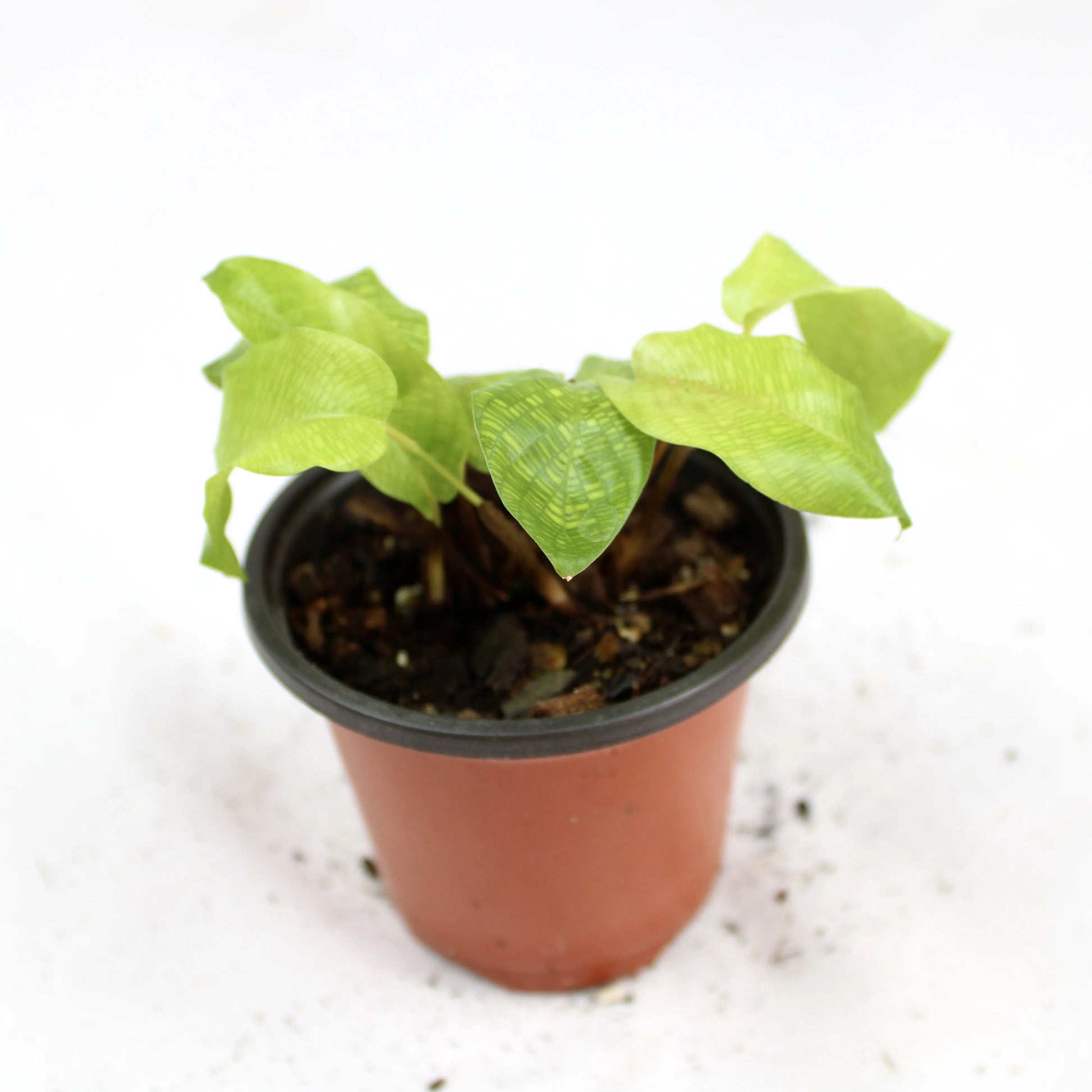 Calathea Network plant in pot showing intricate mosaic patterned leaves, indoor tropical houseplant for home décor