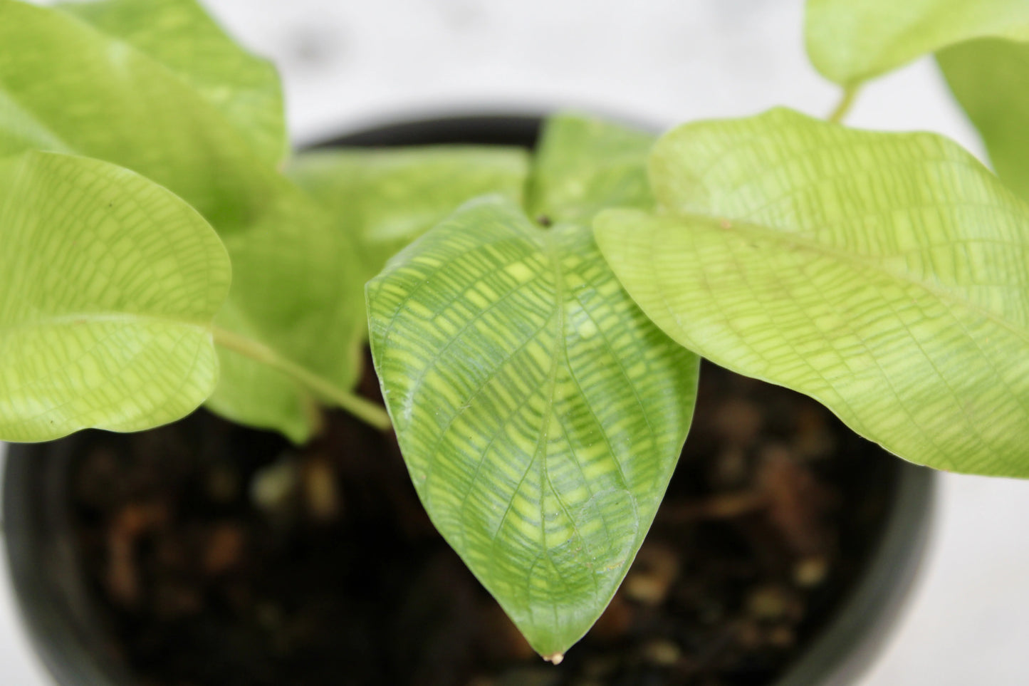 Side view of Calathea Network plant in nursery pot, vibrant mosaic-patterned tropical leaves