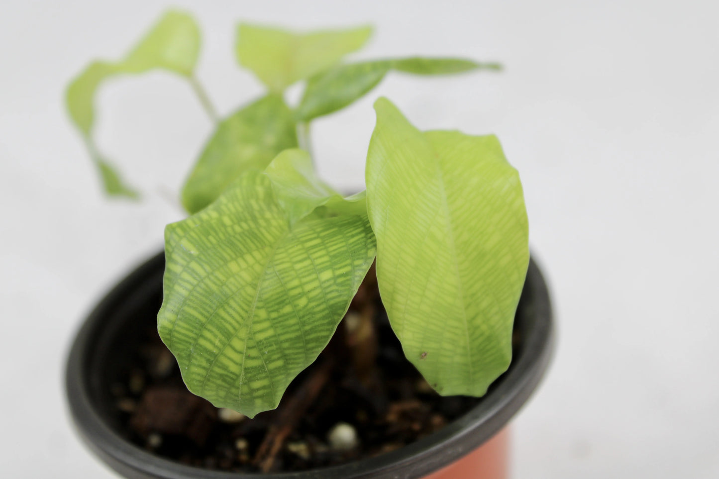 Close-up of Calathea Network leaf with detailed green mosaic pattern, tropical foliage houseplant