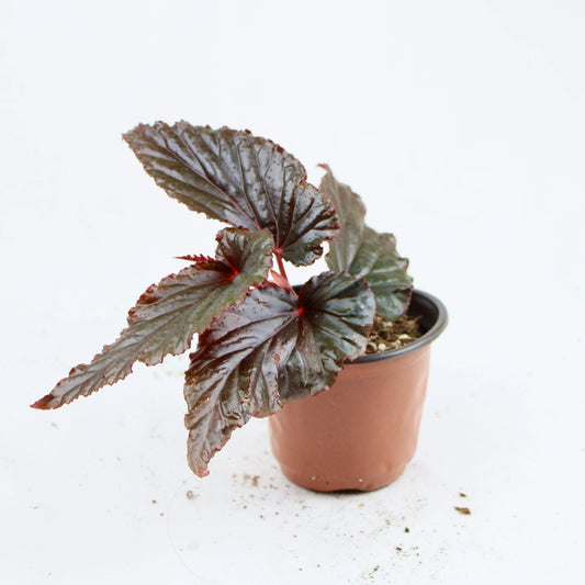 Cane-Begonia 'Black Magic'