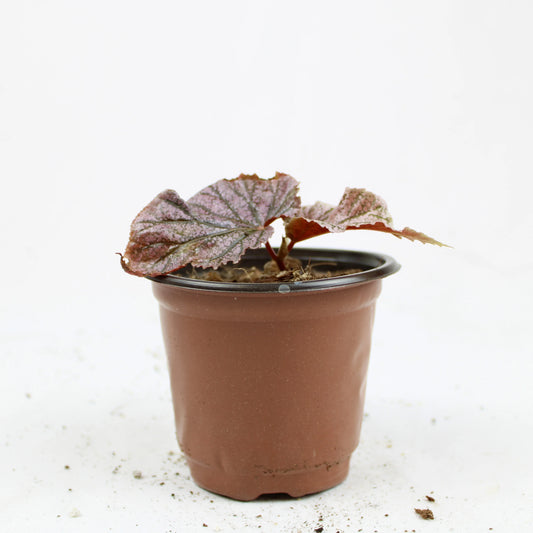 Cane-Begonia 'Little Miss Mummy'