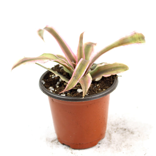 Cryptanthus Bivittatus, Earth Star