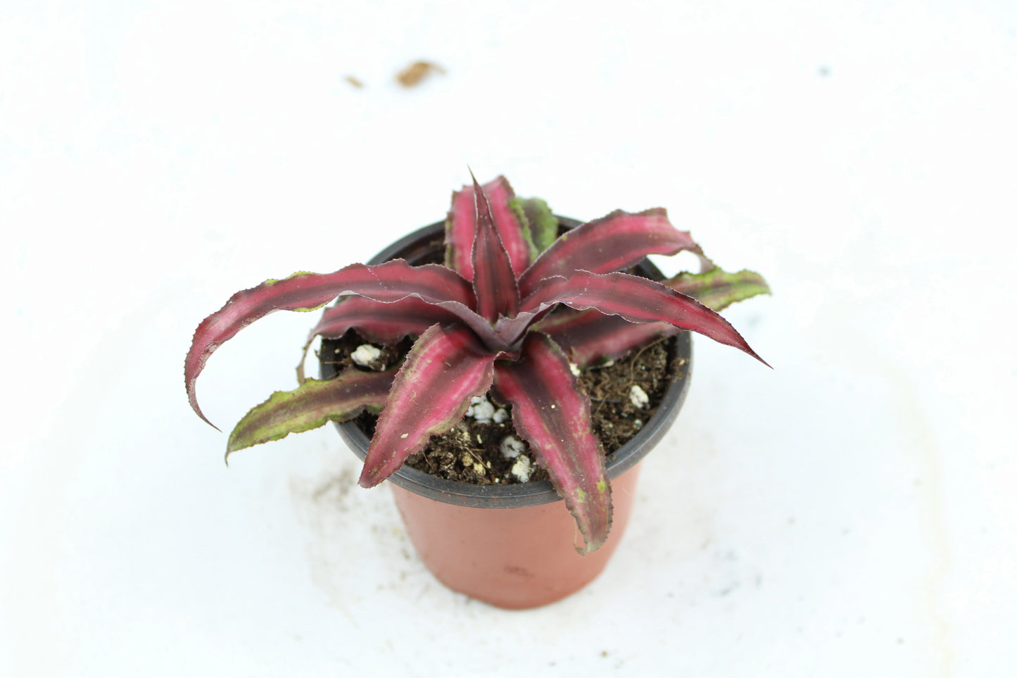 Cryptanthus Bivittatus, Earth Star