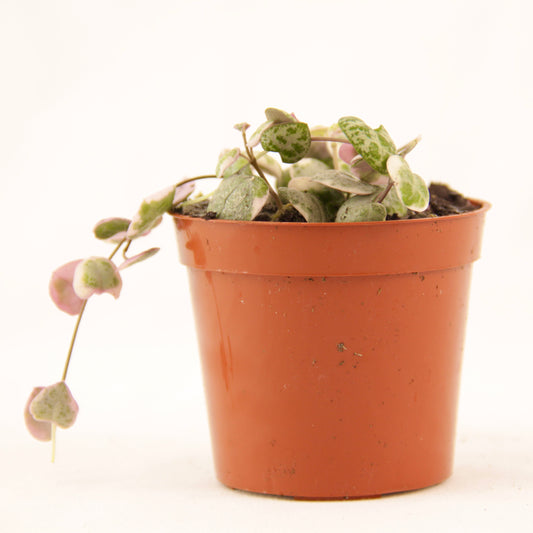 String of Hearts, Pretty Pink (Ceropegia Woodii)