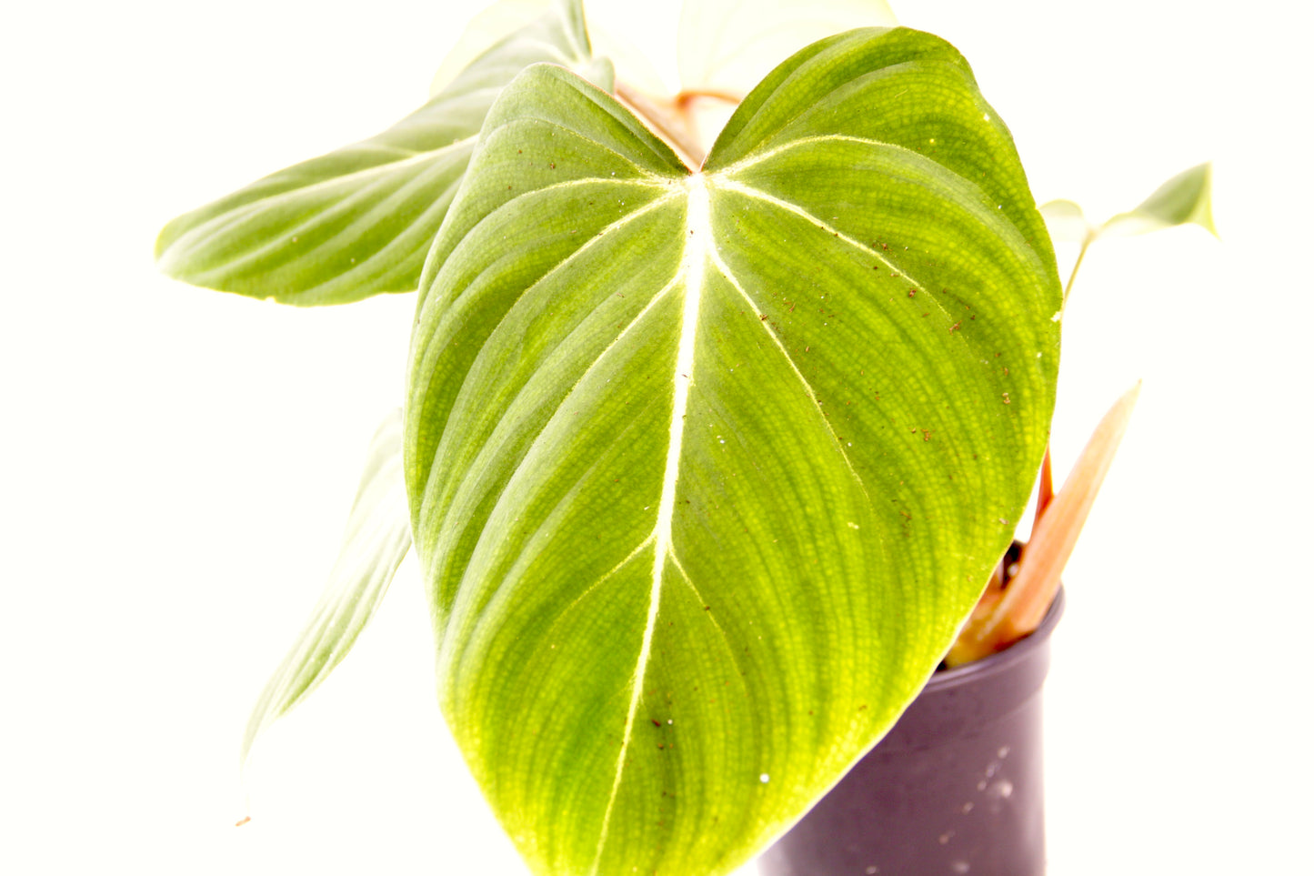 Philodendron Gloriosum (Velvet Philodendron)