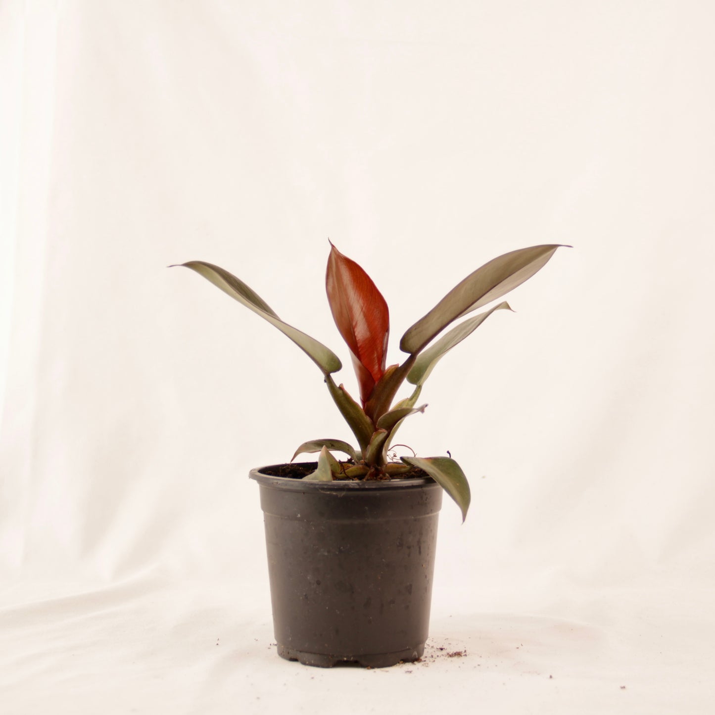 Philodendron Black Cardinal (Philodendron erubescens)