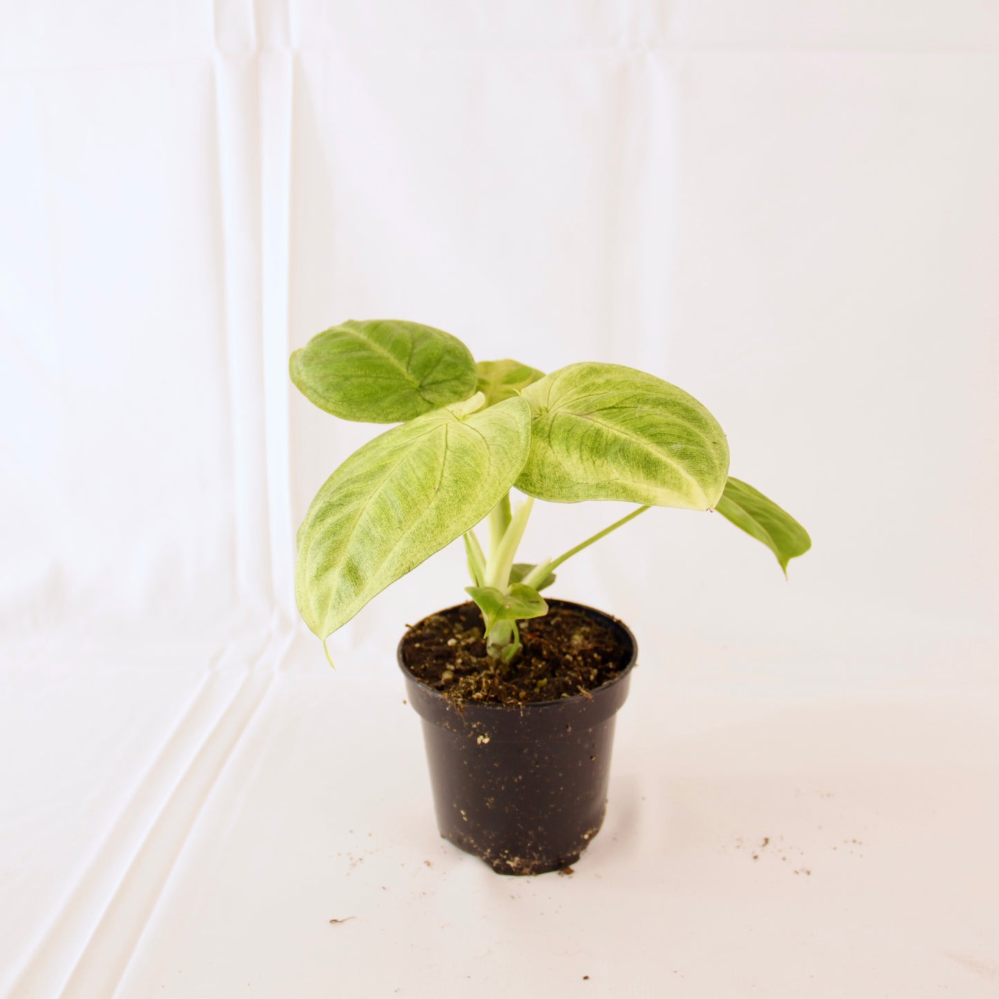 Syngonium Macrophyllum 'Frosted Heart'