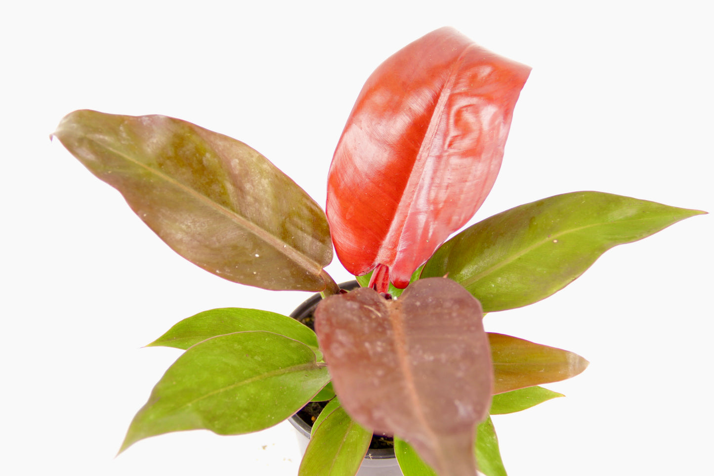 Philodendron Sun Red (Philodendron Erubescens 'Red Sun')