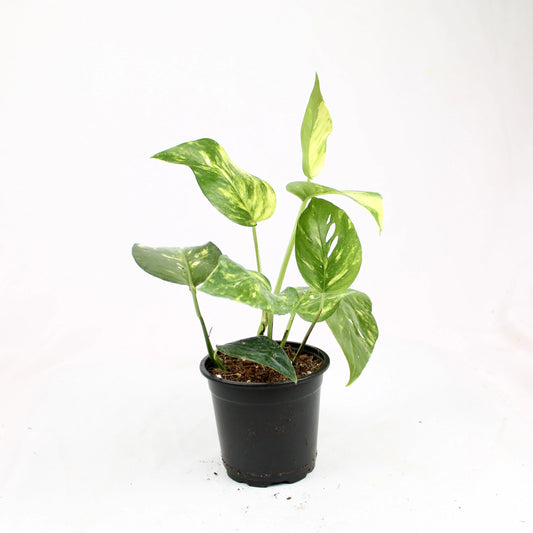 Epipremnum Pinnatum ‘Yellow Surprise’