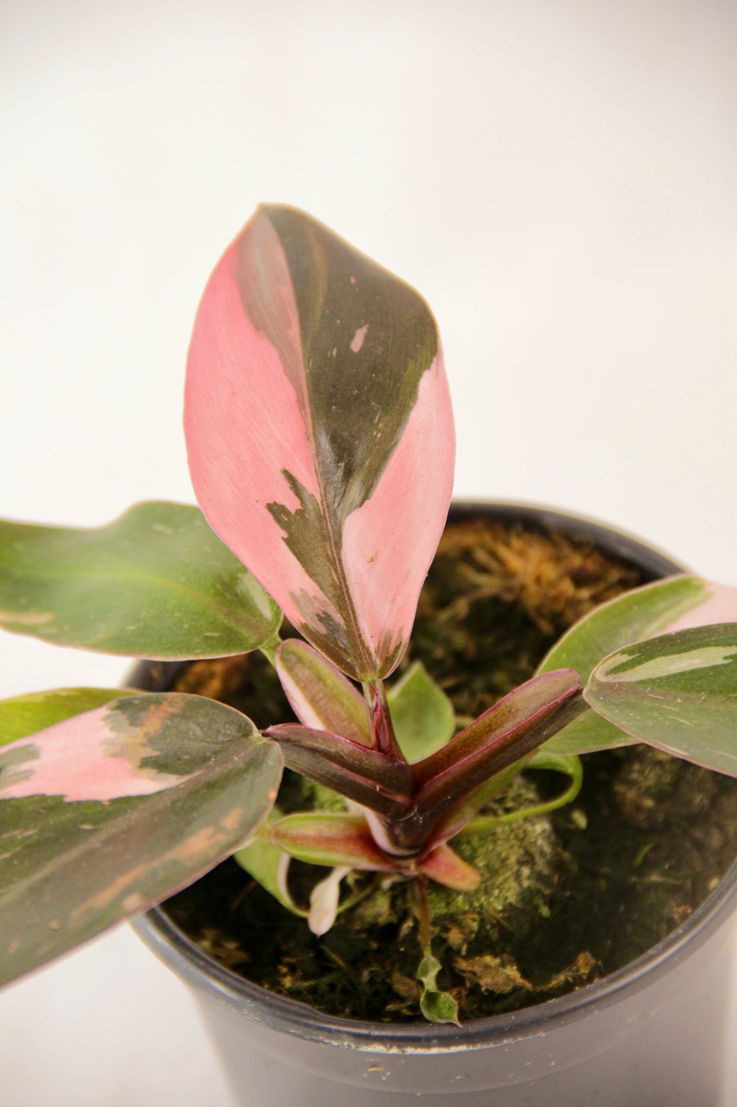 Philodendron Pink Princess (Philodendron Erubescens)