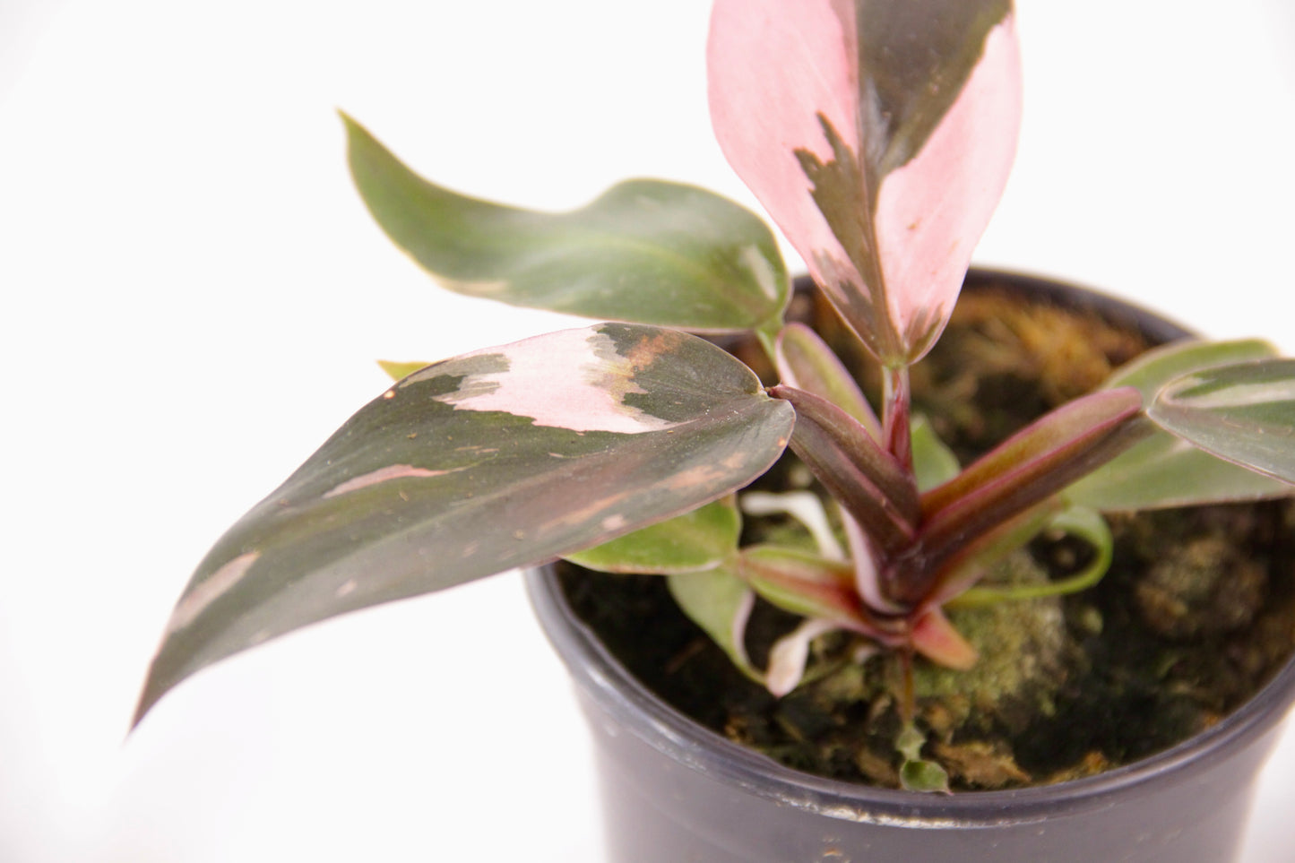 Philodendron Pink Princess (Philodendron Erubescens)