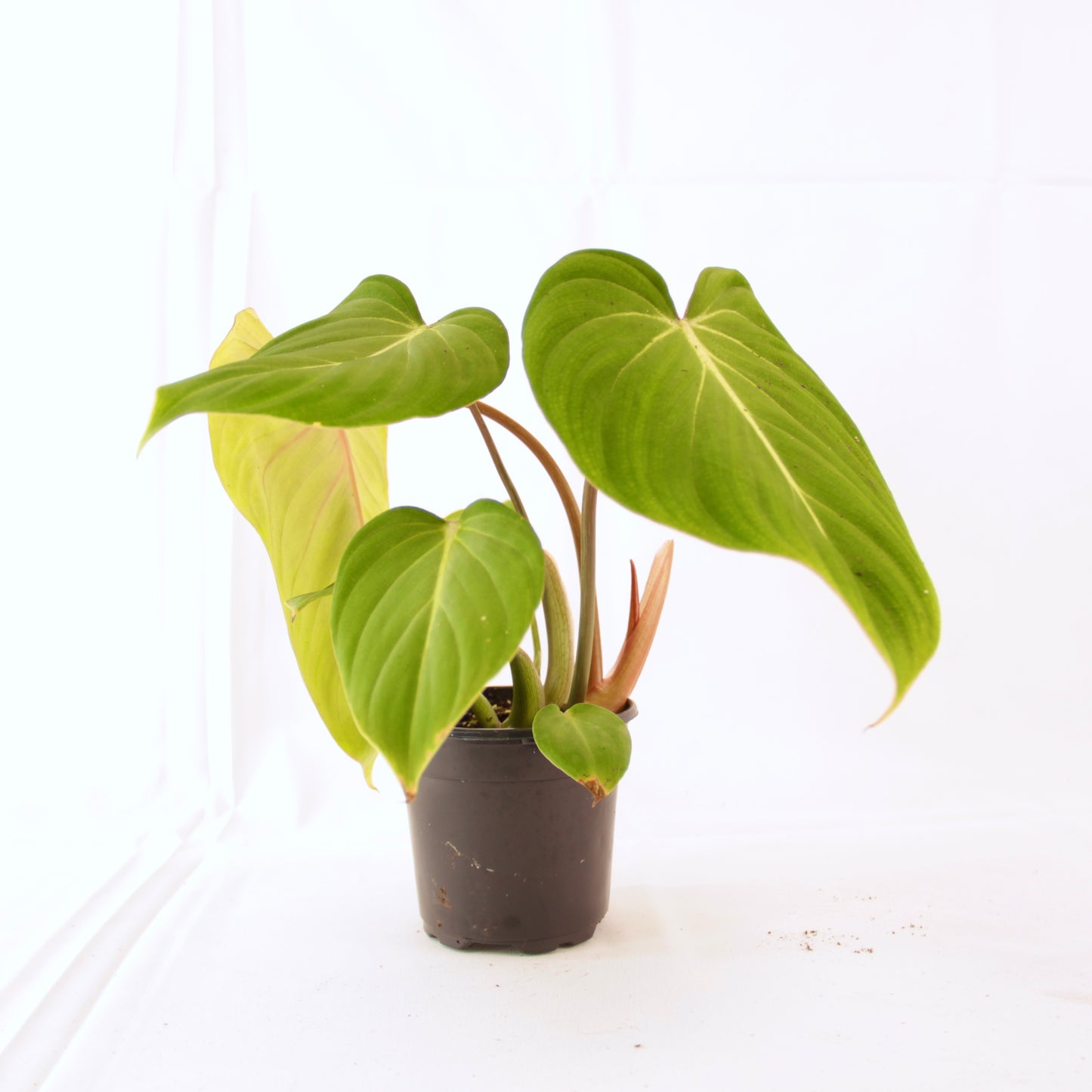 Philodendron Gloriosum (Velvet Philodendron)