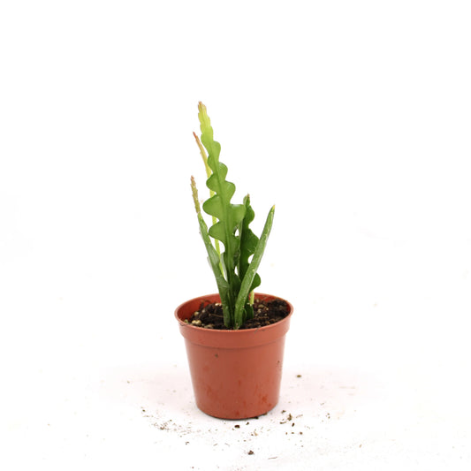 Fishbone Cactus, Disocactus Anguliger