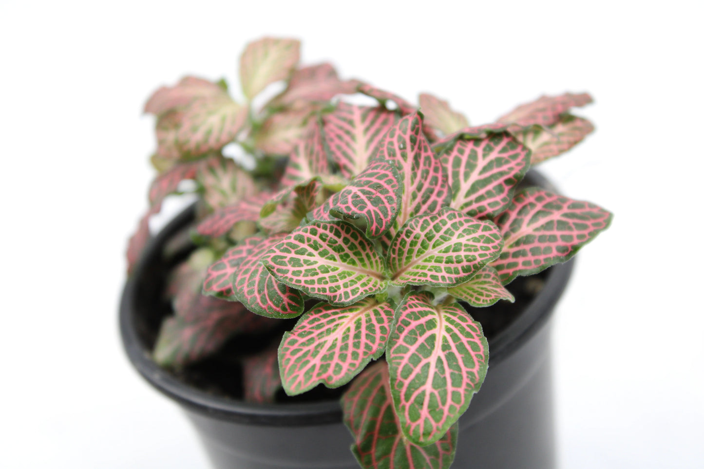 Fittonia Albivenis
