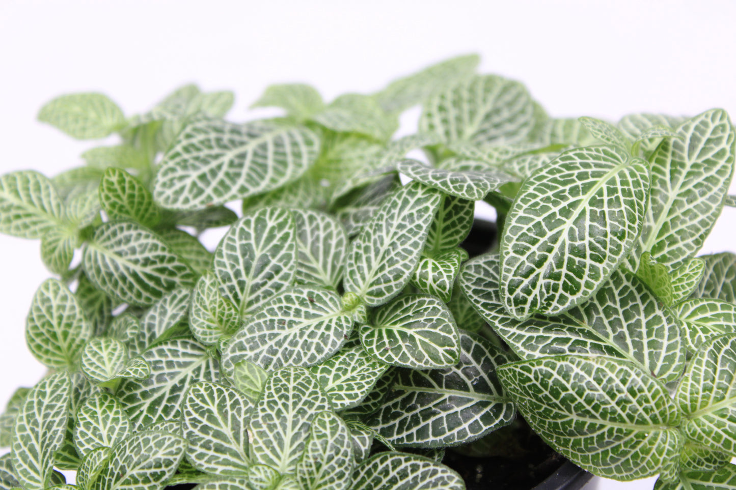 Fittonia Albivenis