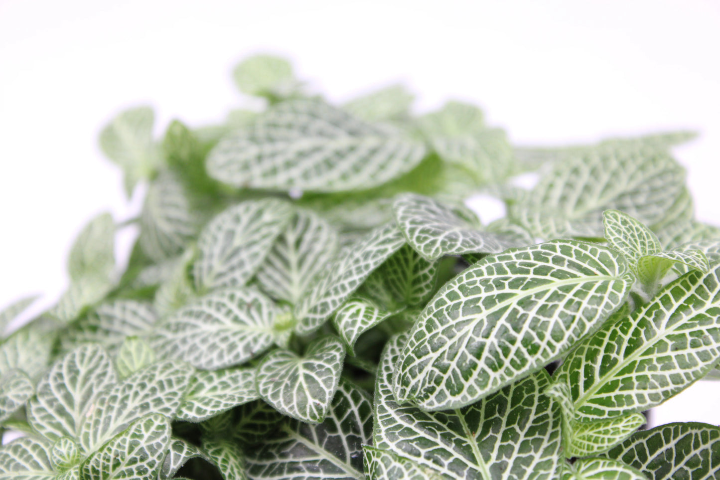 Fittonia Albivenis