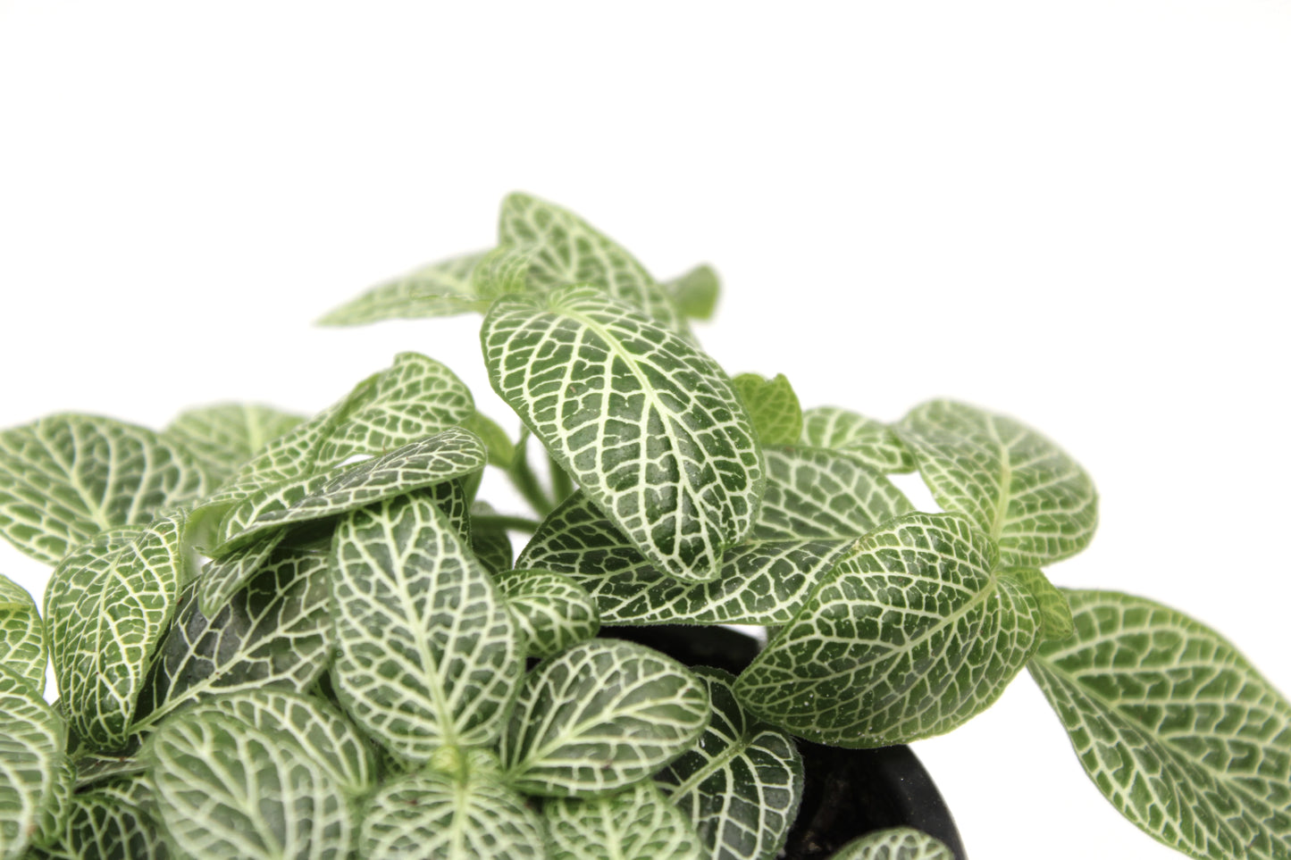 Fittonia Albivenis