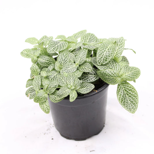 Fittonia Albivenis