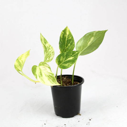Golden Pothos (Epipremnum aureum)