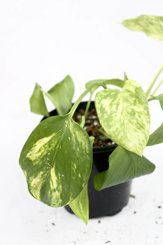 Golden Pothos (Epipremnum aureum)