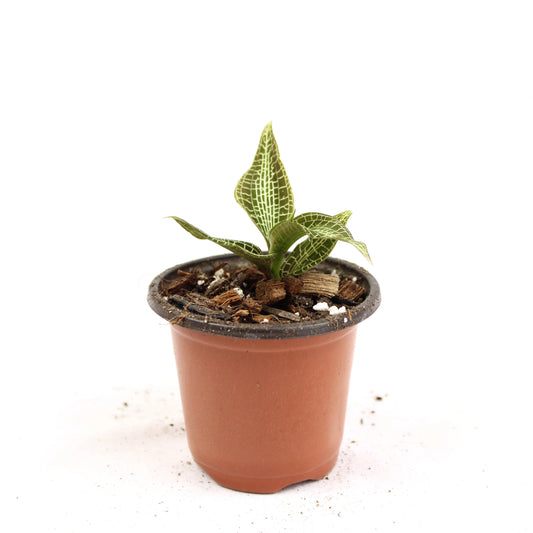 Goodyera Hispida