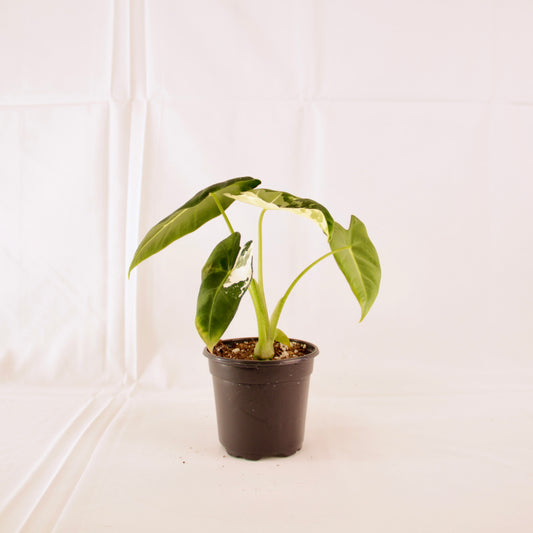 Alocasia Micholitziana 'Frydek' Variegata