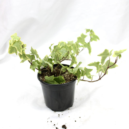 Ivy (Hedera)