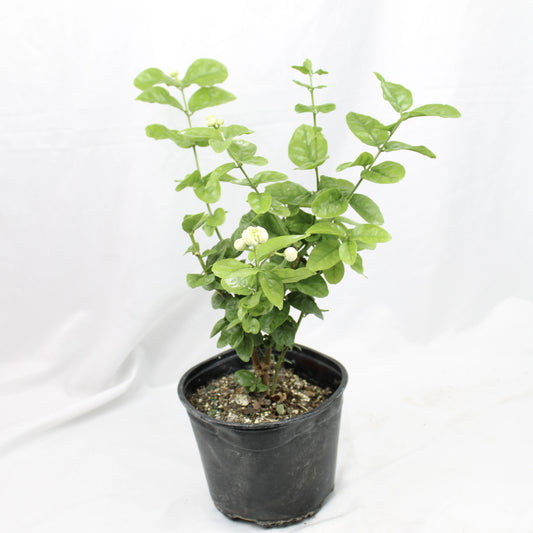 Jasminum Sambac ‘Grand Duke of Tuscany’