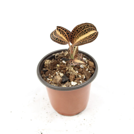 Jewel Orchid Anoectochilus Siamensis 'White Centre Rose Gold'