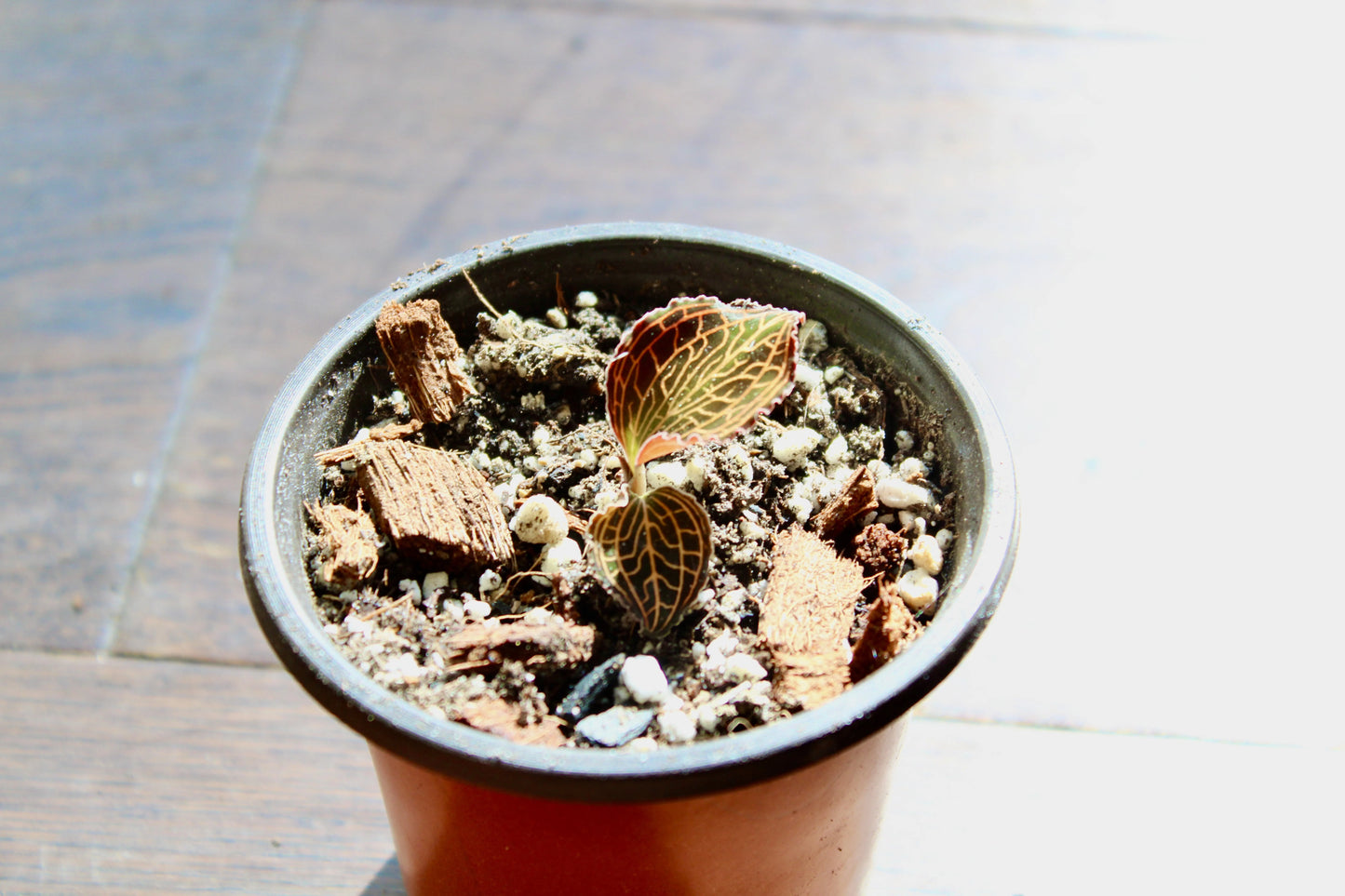 Jewel Orchid Anoectochilus Albolineatus 'Lady's Best Friend'