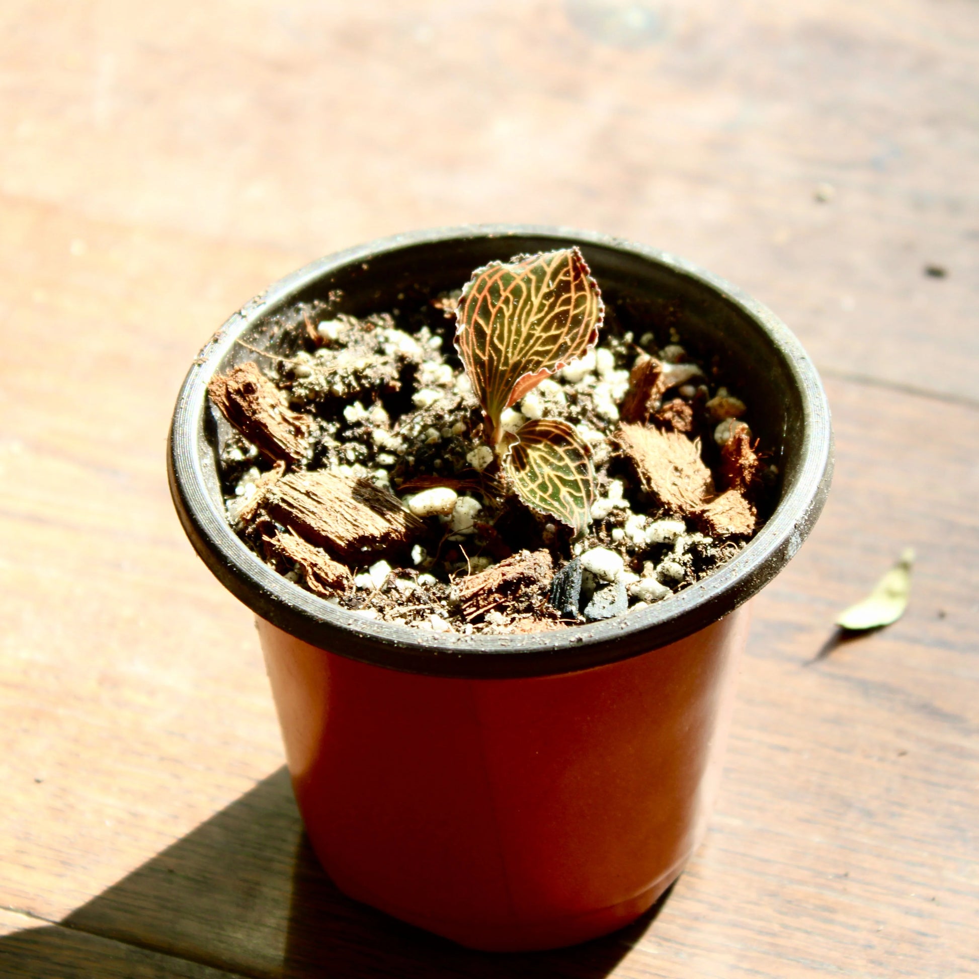 ブランド通販サイト Orchid Jewel Anoectochilus Friend Best 'Lady's Albolineatus その他観葉植物