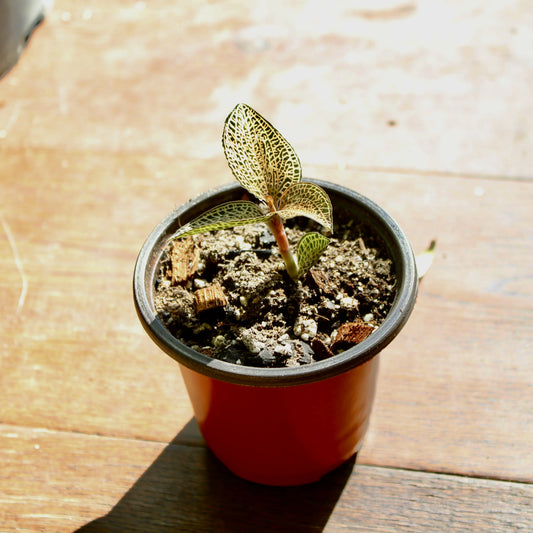 Jewel Orchid Anoectochilus Roxburghii 'White Gold'