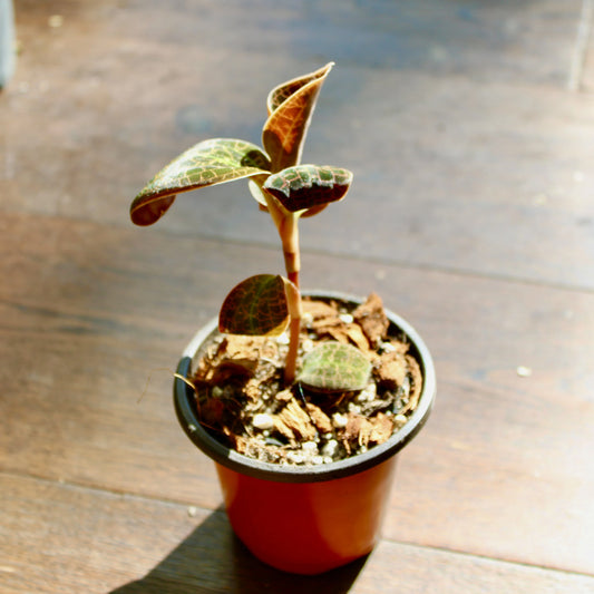Jewel Orchid Dossinia Marmorata 'Titan'