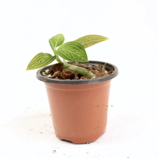 Ludisia Discolor Var. Alba