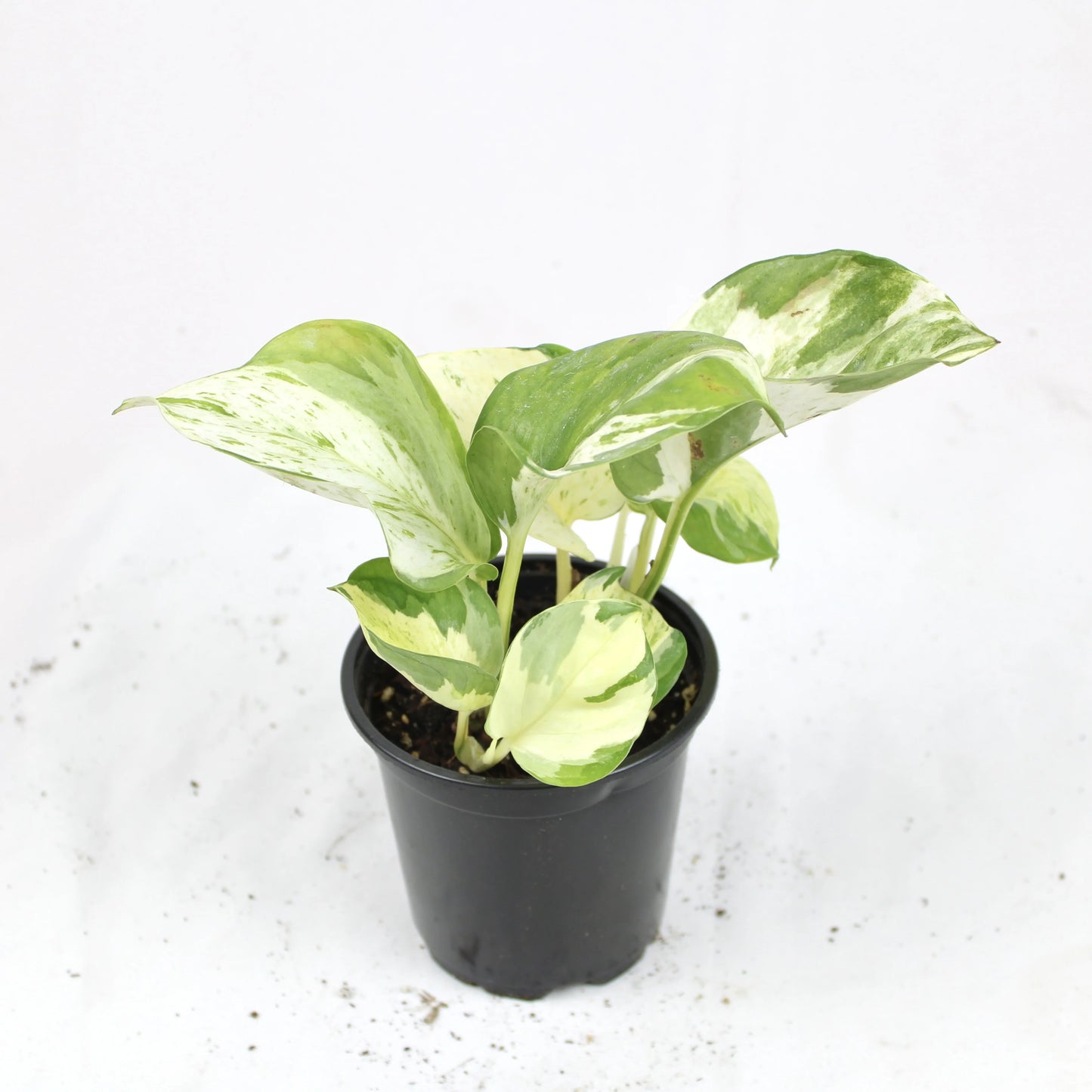 Manjula Pothos (Epipremnum aureum ‘Manjula’)