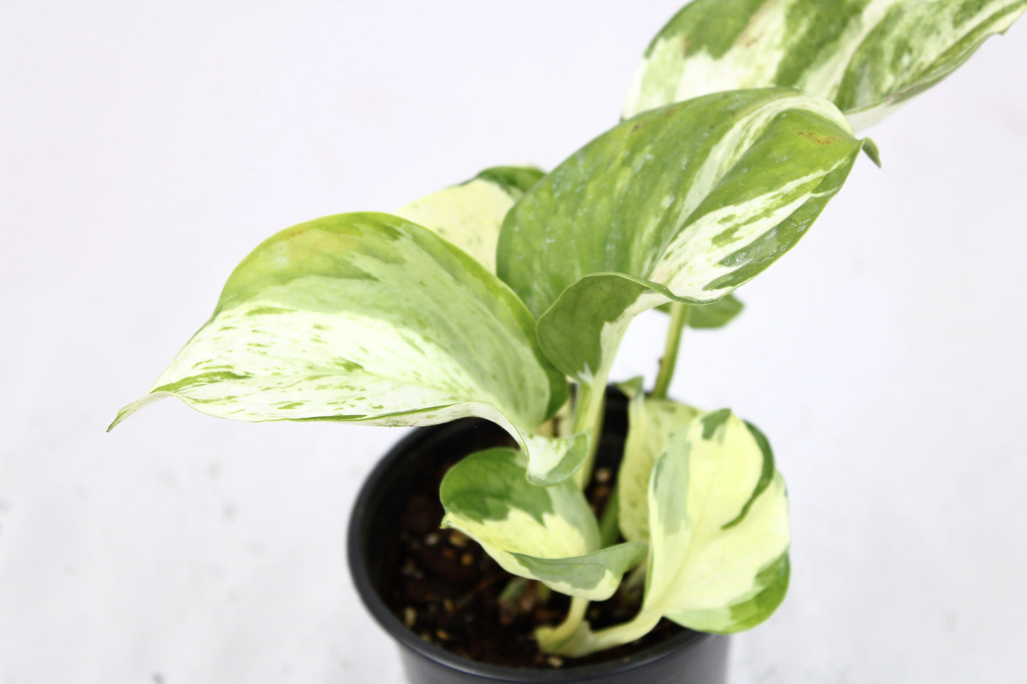 Manjula Pothos (Epipremnum aureum ‘Manjula’)