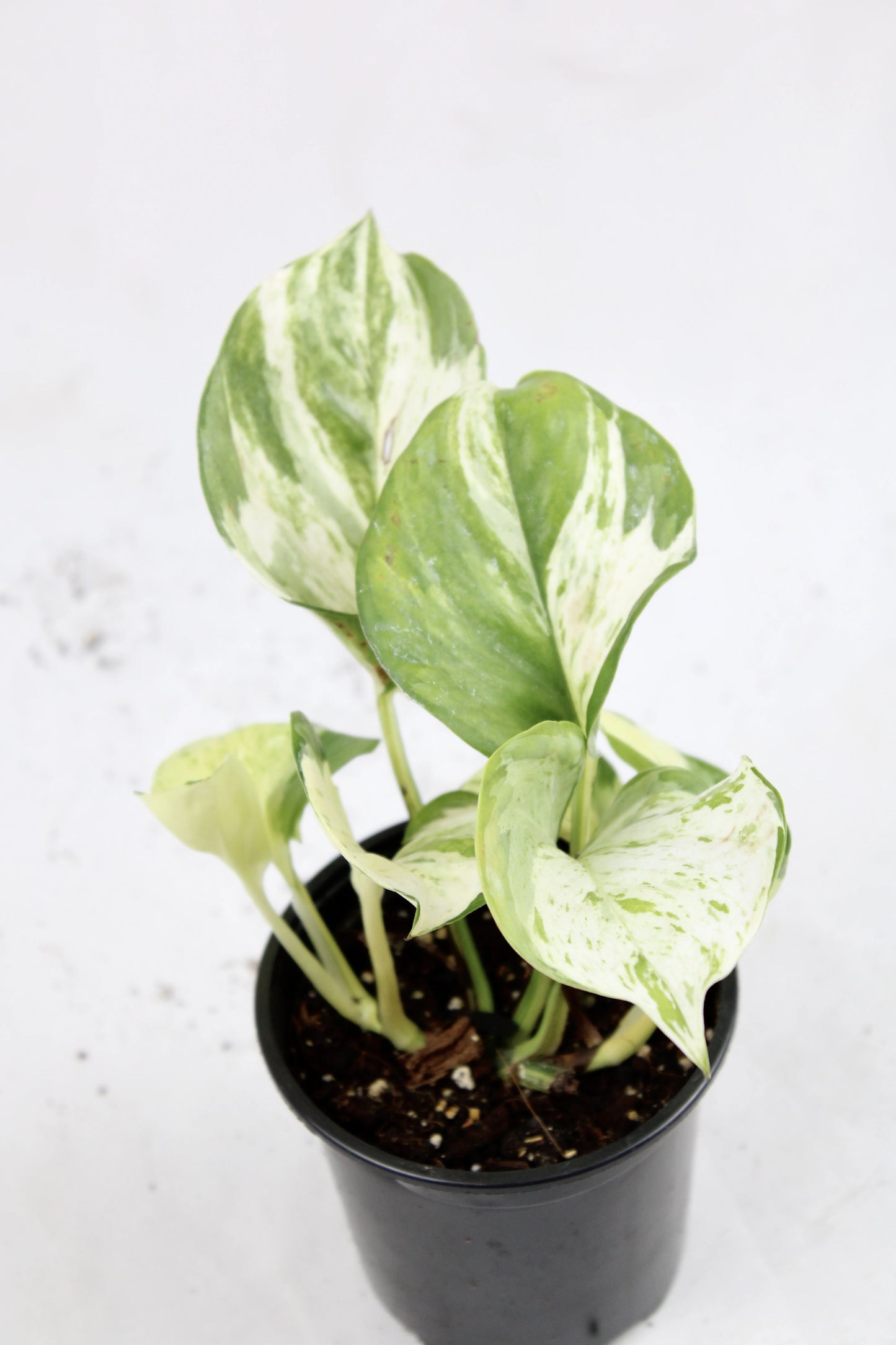 Manjula Pothos (Epipremnum aureum ‘Manjula’)