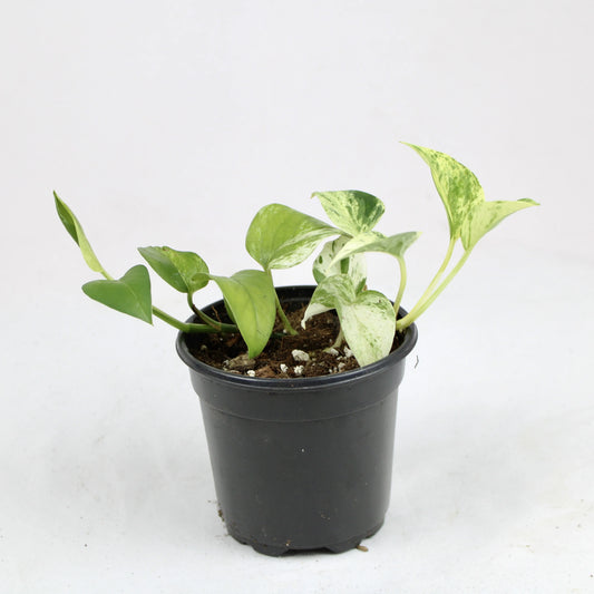 Marble Queen Pothos (Epipremnum aureum ‘Marble Queen’)